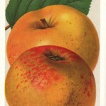 Apfel: Zabergäu Renette